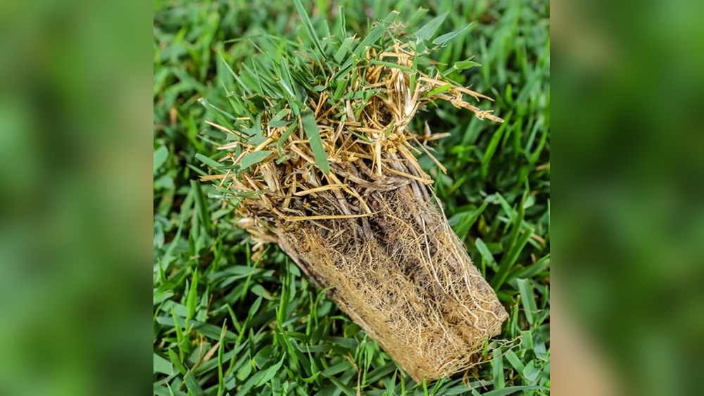 Zoysia Grass Does It Spread: Ultimate Guide to Growth and Coverage