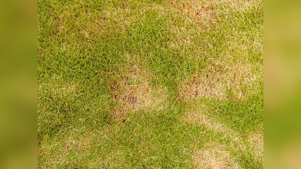 Zoysia Grass is Dying: Top Causes and Easy Fixes Revealed