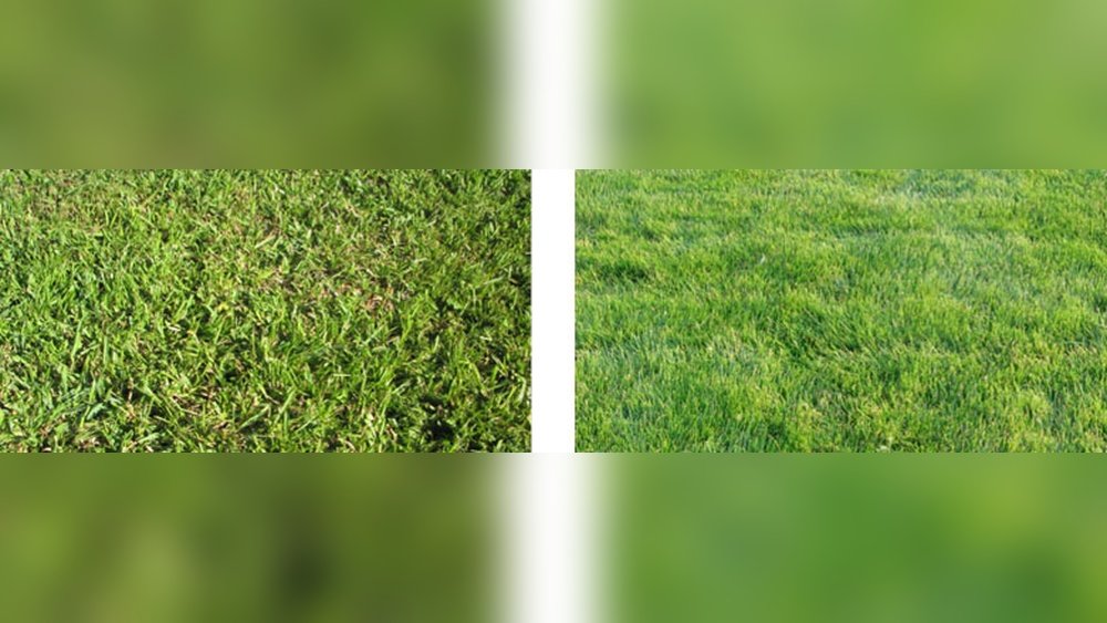 Zoysia Grass Versus Centipede: Ultimate Lawn Showdown Guide