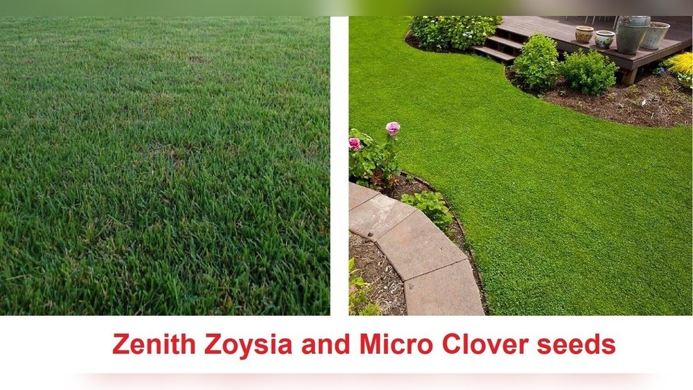 Zoysia Grass Vs Clover: Ultimate Lawn Showdown for Your Yard