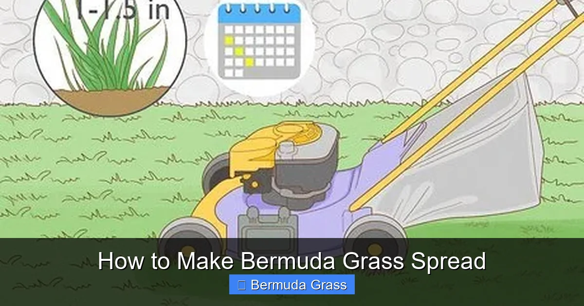 How to Make Bermuda Grass Spread