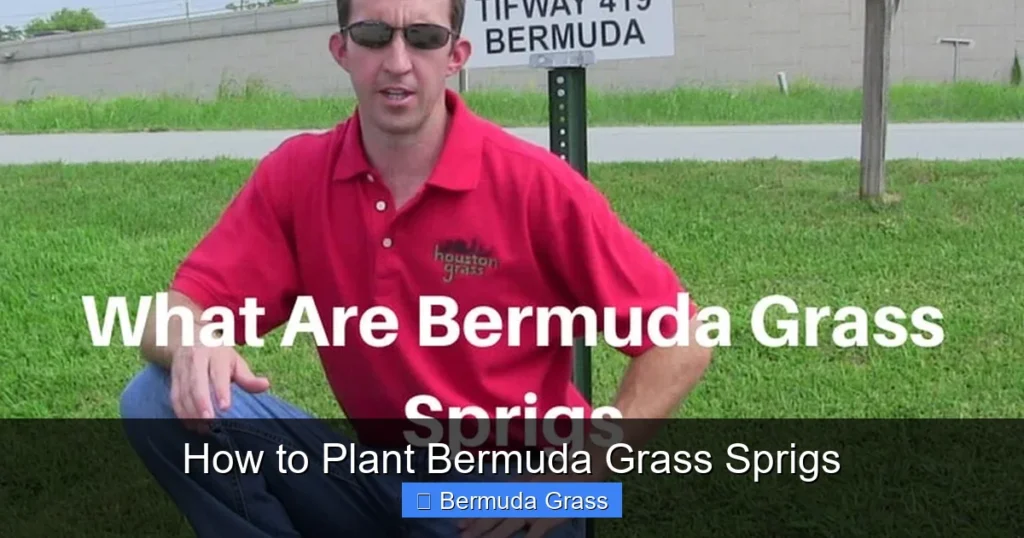 How to Plant Bermuda Grass Sprigs