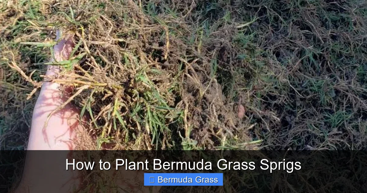 How to Plant Bermuda Grass Sprigs