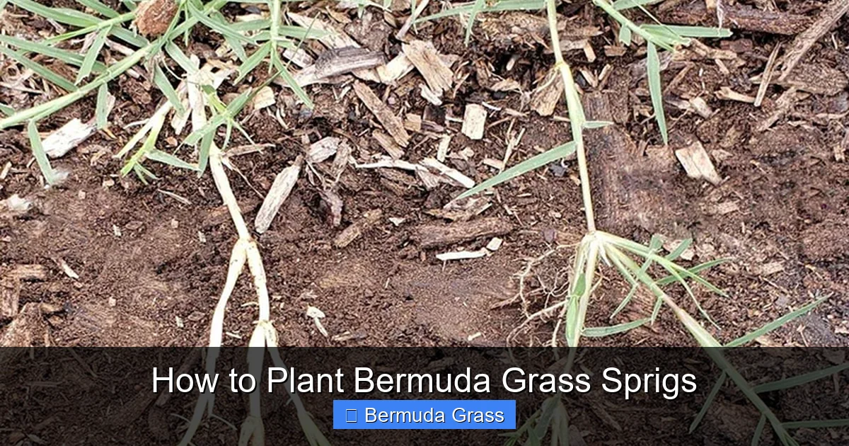 How to Plant Bermuda Grass Sprigs