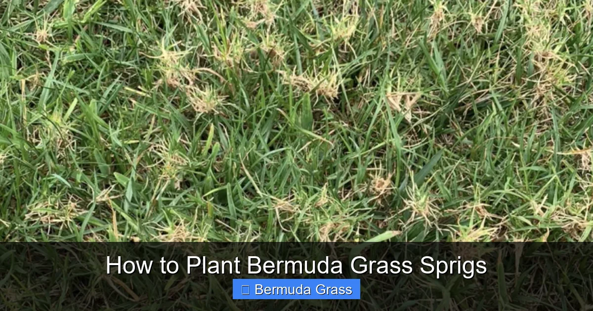 How to Plant Bermuda Grass Sprigs