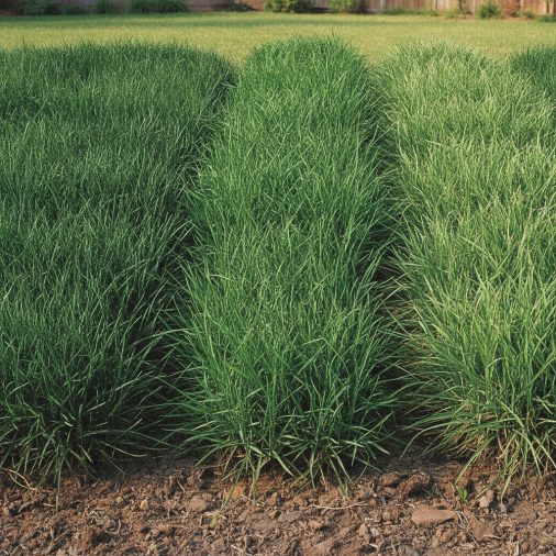 Growth Patterns And Appearance